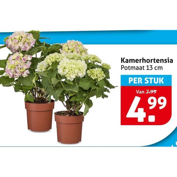 Kamerhortensia Potmaat 13 cm